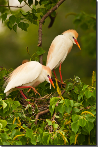 Cattle egret pair