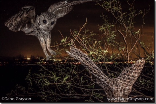 Screech owl at night