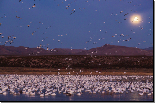 Moonset and snow geese
