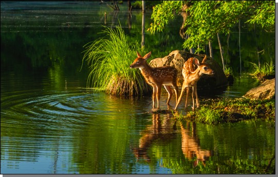 White-tailed deer fawns & reflection