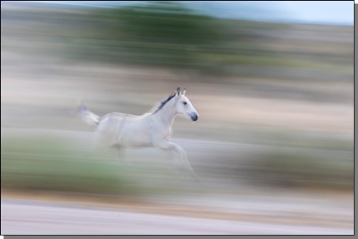 Wild horse colt running blur