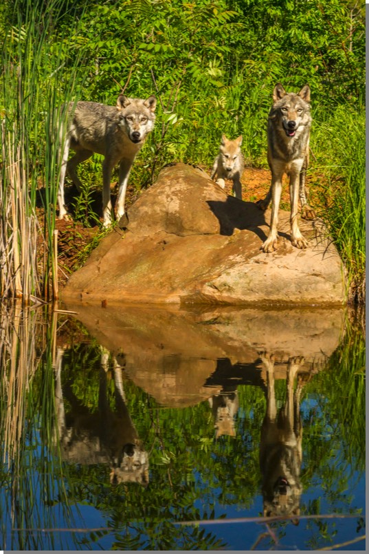 Wolf family & reflection
