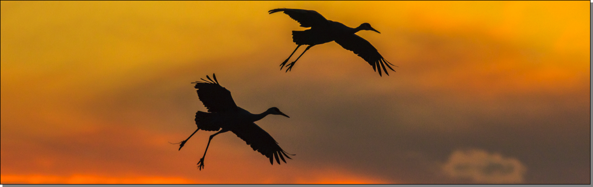 Sandhill cranes landing at sunset