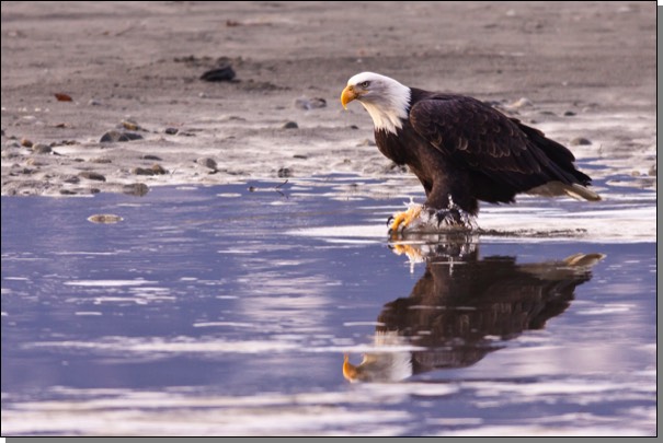Bald Eagle & Reflection
