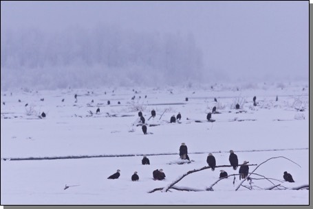 Bald Eagles In Snow