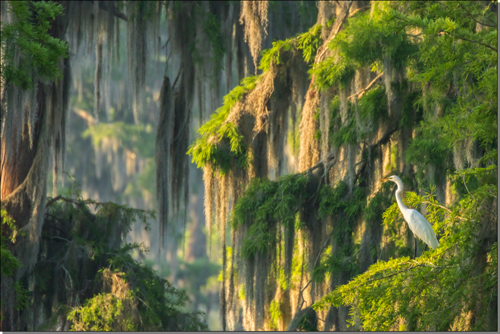 Great egret & spanish moss