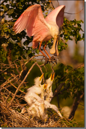 spoonbill fighting with egret chicks