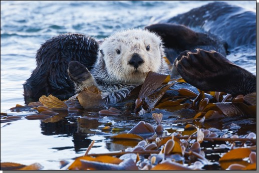 Sea otter & kelp