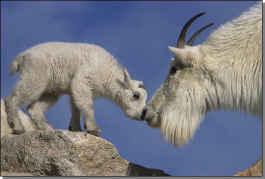 ILLG_mountain goats kissing