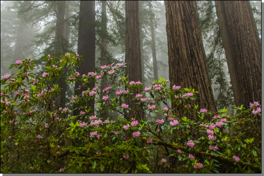 Rhododendron blossoms & redwood trees