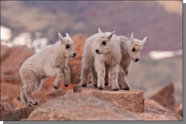 Mountain goat kids