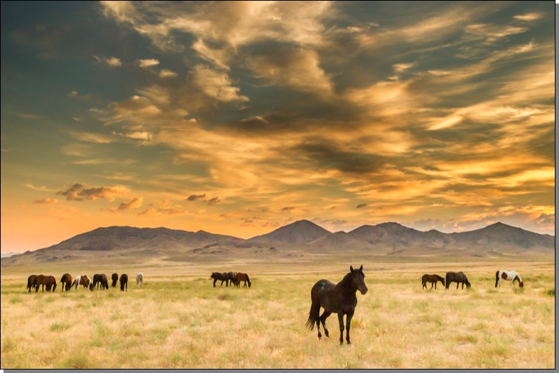 Wild horse herd at sunrise