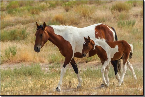 Wild horse paints, mare & colt
