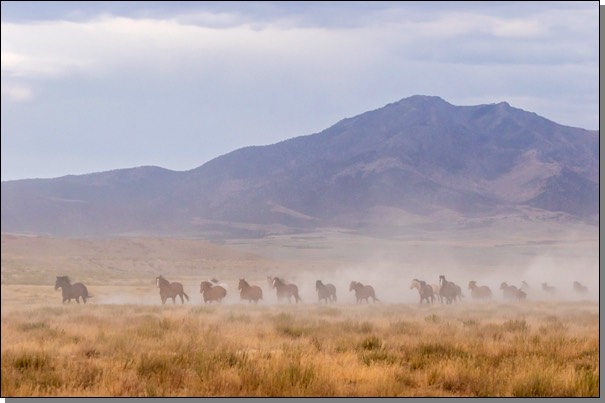 Wild horse herd on dusty trail