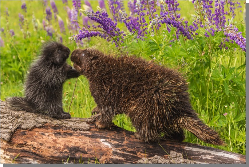 Porcupine adult & baby