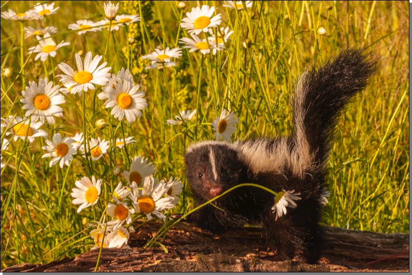 Baby skunk & daisies