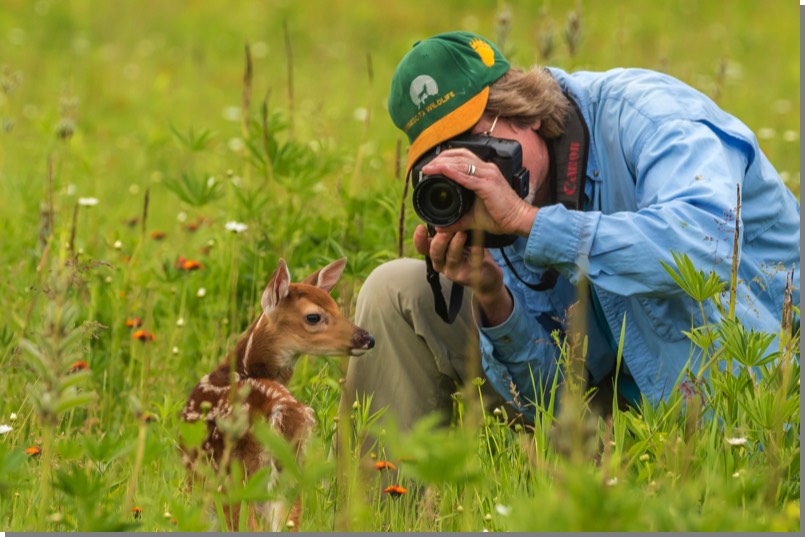 Photographer & white-tailed deer fawn