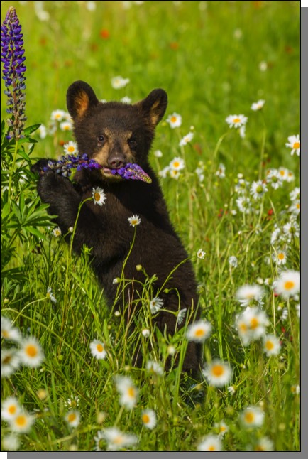 Black bear cub biting lupine
